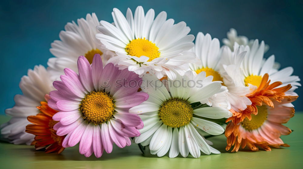 Similar – daisy metamorphosis Nature