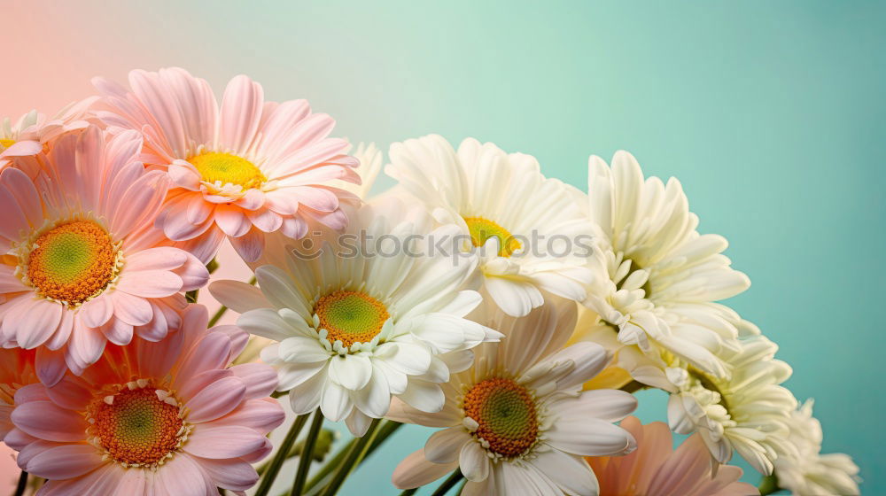 Similar – Bouquet with wild daisies