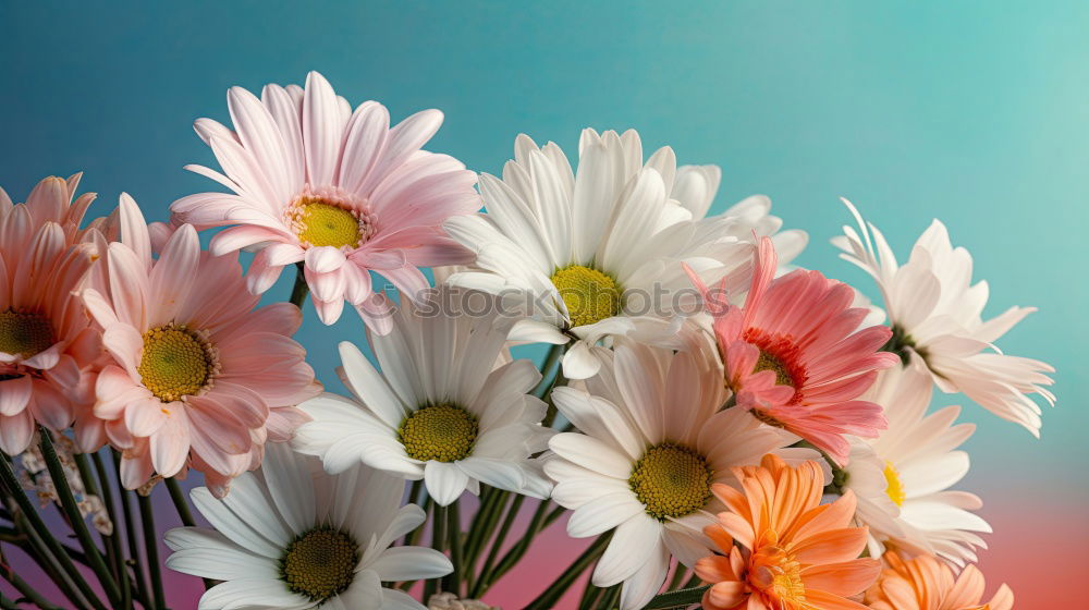 Similar – Beautiful flowers on grey