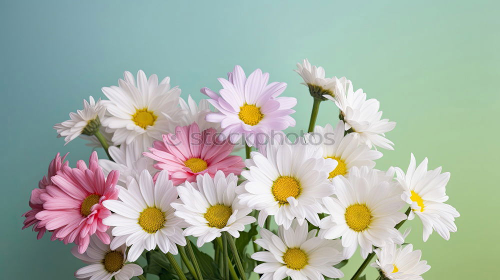 Similar – white flowers Flower