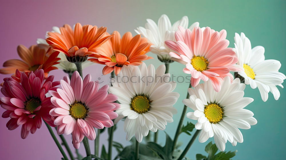 Image, Stock Photo A measure of flowers