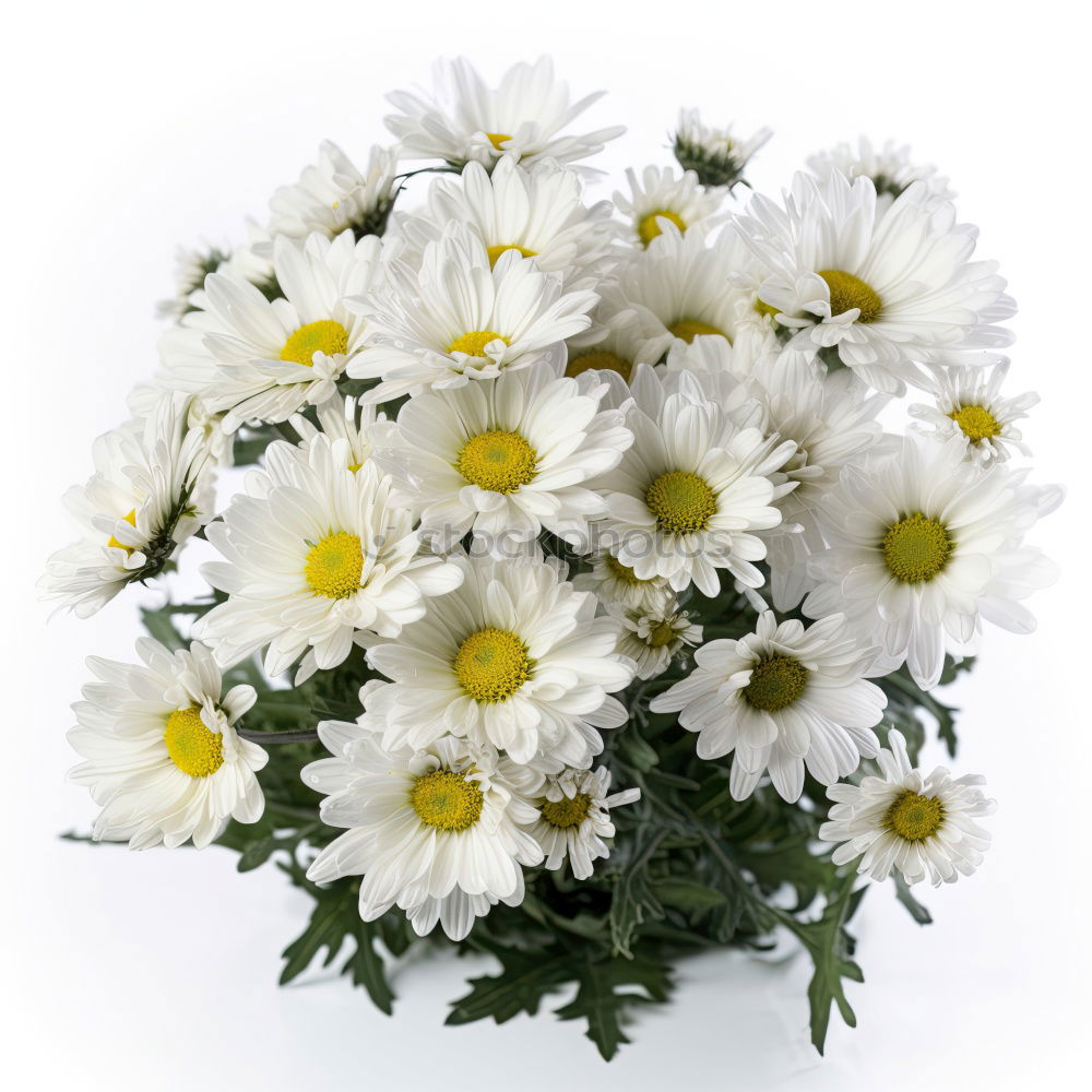 Similar – Image, Stock Photo White sea of flowers