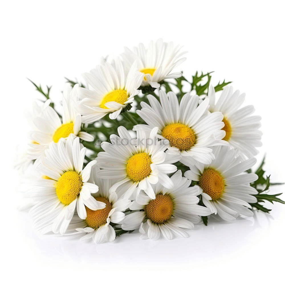 Similar – Image, Stock Photo little flowers Decoration