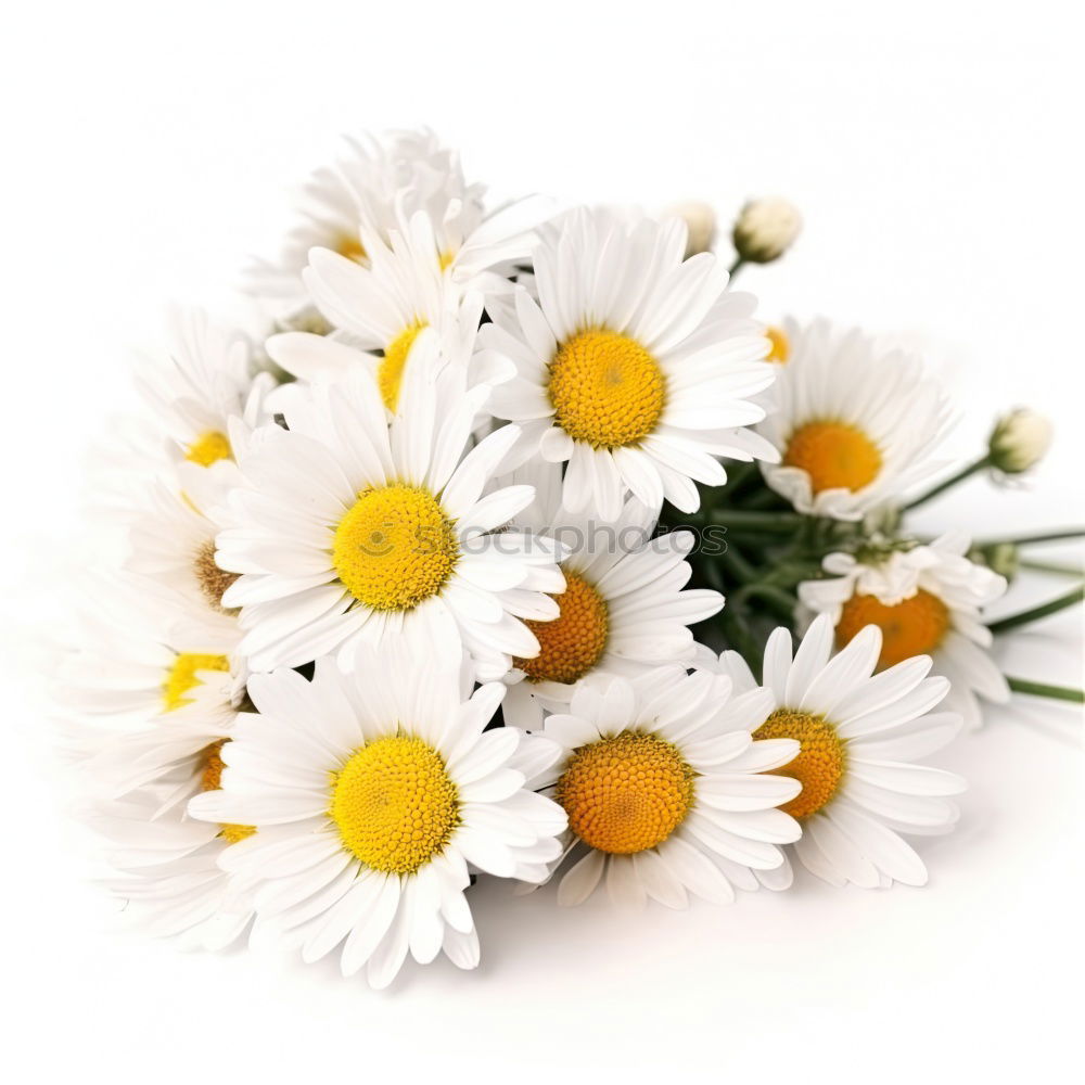 Similar – white flowers Flower