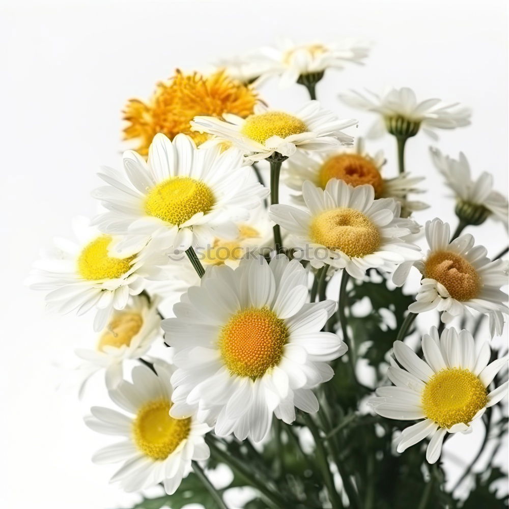 Similar – Image, Stock Photo Yarrow; Achillea; millefolium;