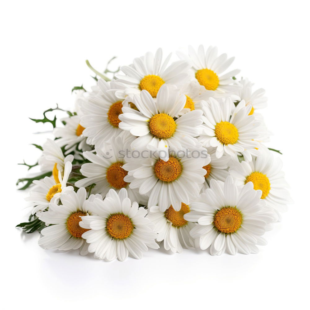 Similar – Image, Stock Photo little flowers Decoration