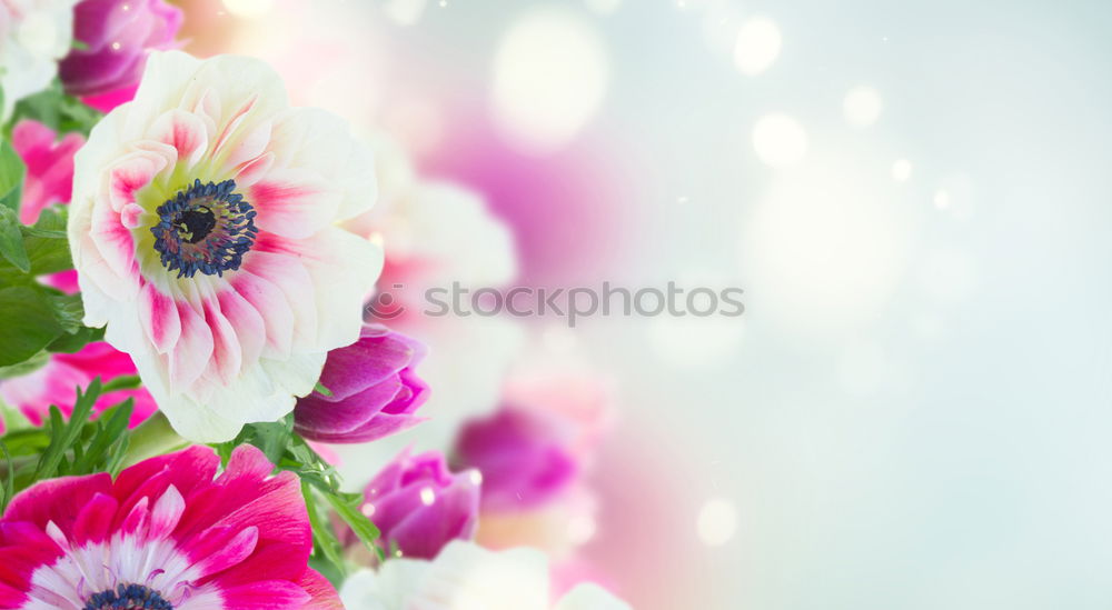 Similar – Image, Stock Photo Rose with petals on blue turquoise Shabby Chic background