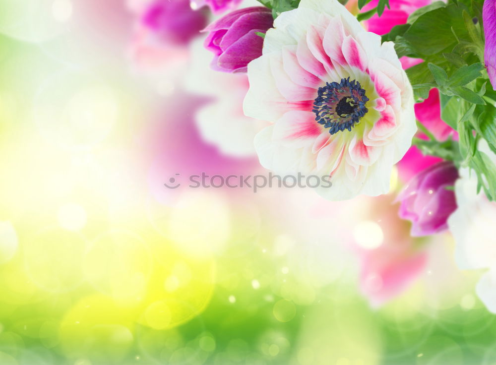 Similar – Image, Stock Photo Through the flower