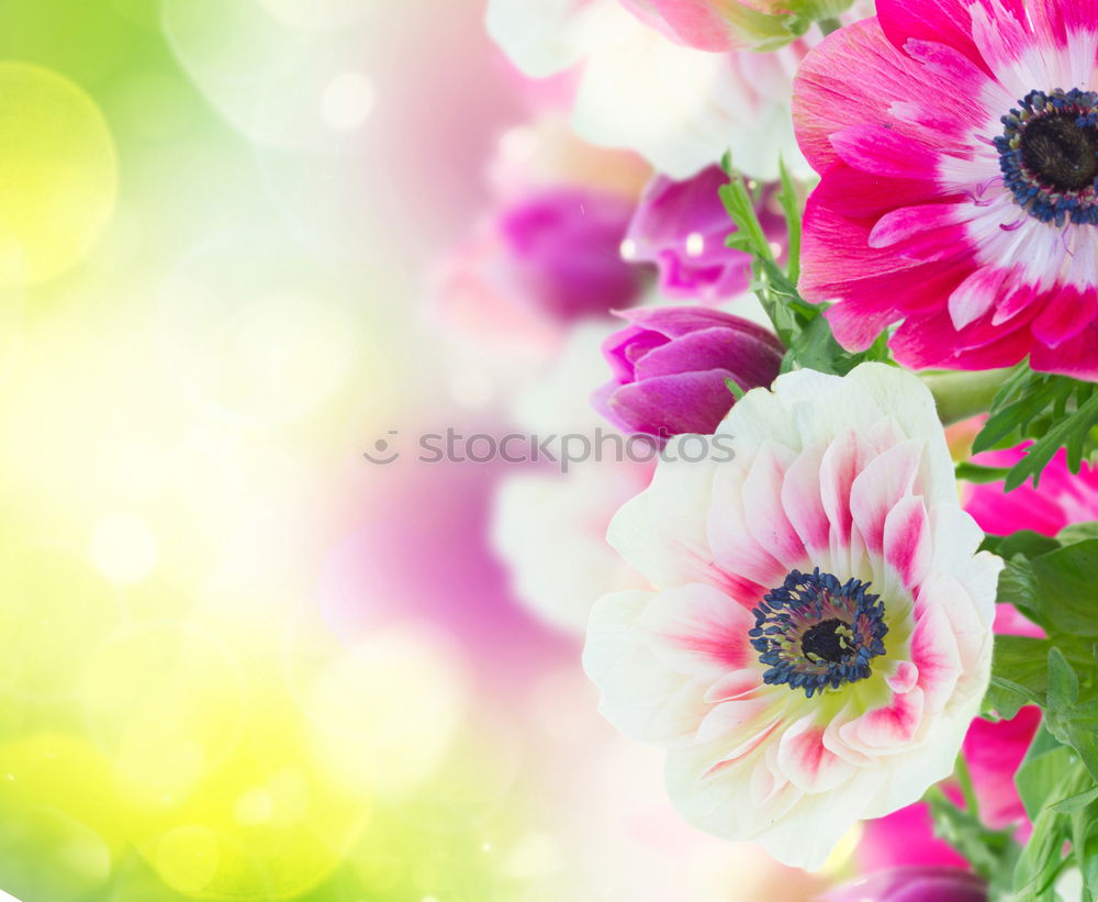 Similar – Flowers with bows on white wooden table