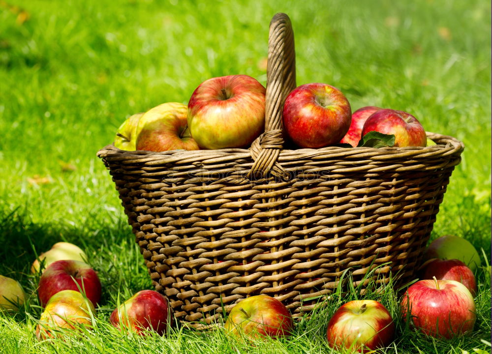 Similar – Image, Stock Photo freshly picked apple with stalk and leaves lies in the wet grass, in the background a wicker basket with many apples