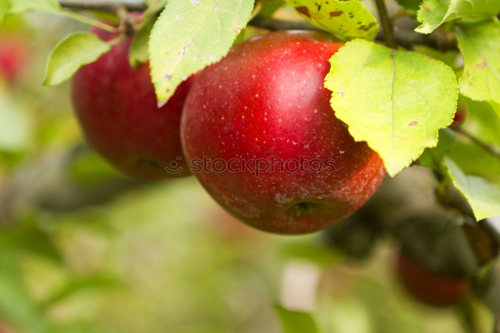 Similar – Image, Stock Photo Apples hanging from the tree