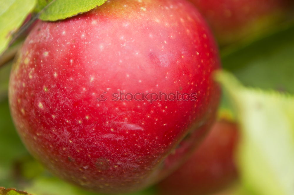 Similar – Apple on a branch Fruit