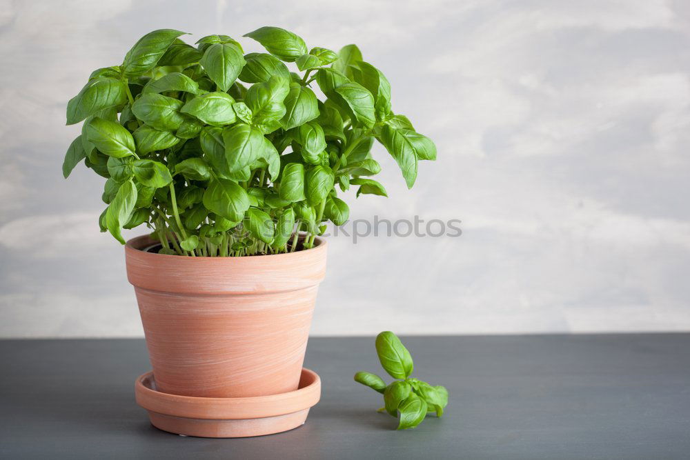 Similar – Image, Stock Photo Basil day Food Nutrition