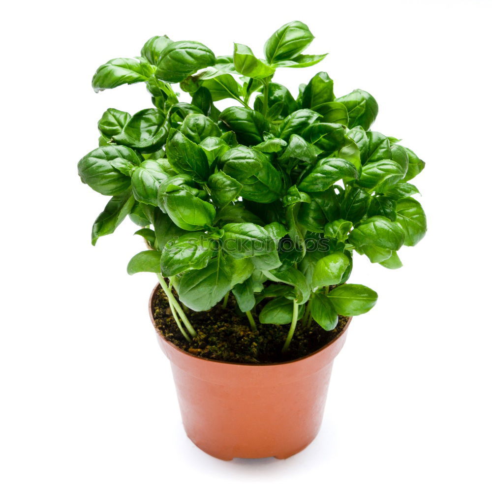 Similar – Image, Stock Photo Basil in a pot Art