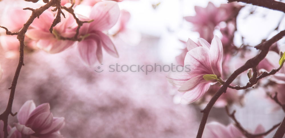 Similar – Magnolia flower 2