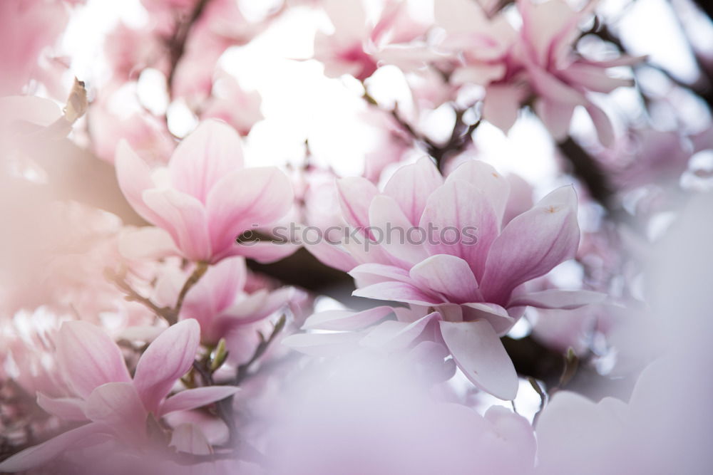 Similar – Image, Stock Photo pinkflowers Pink Blossom