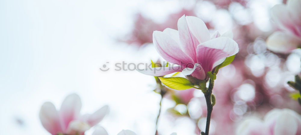 Similar – Magnolia flower 2