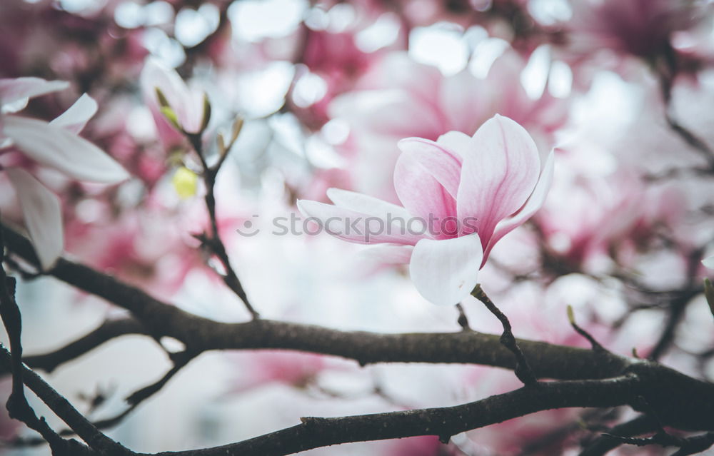 Similar – Magnolia flower 2