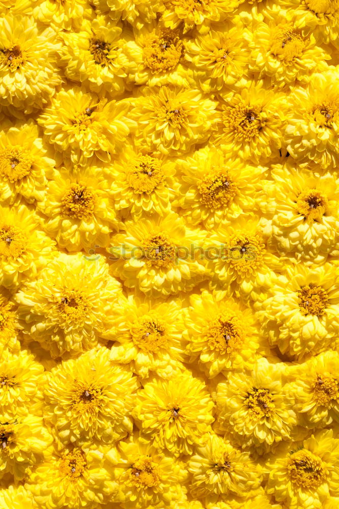 Similar – Image, Stock Photo sex sells Yellow Brown