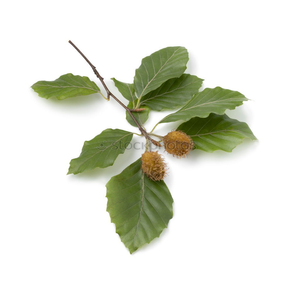 Similar – fruits and also the leaf of a plane tree