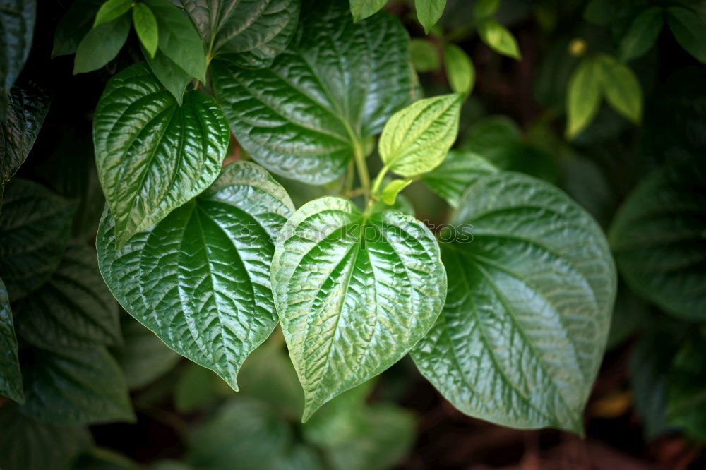 Similar – Mangold red-green Plant