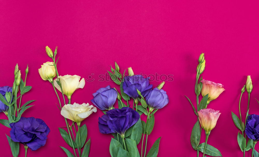 Similar – Three tulips on a red wooden background