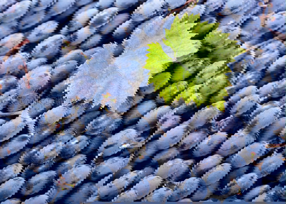 Similar – Foto Bild Weinlese. Lebensmittel