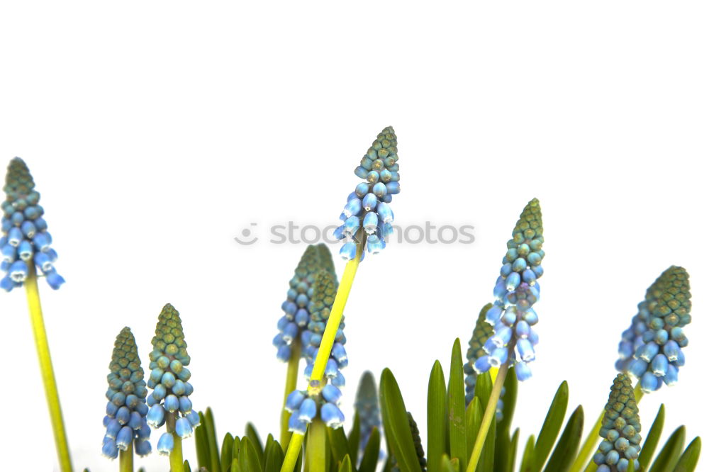 Similar – Image, Stock Photo Woman hand with bouquet of flowers over blue sky