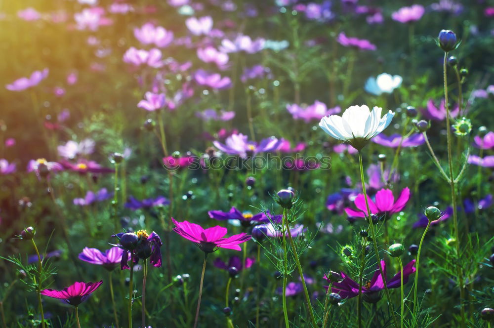 Similar – Image, Stock Photo the blue flower group
