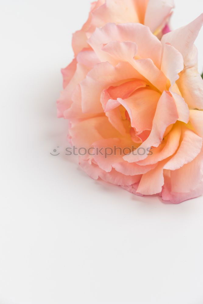 Similar – Image, Stock Photo Bottle with cosmetic lotion and flowers