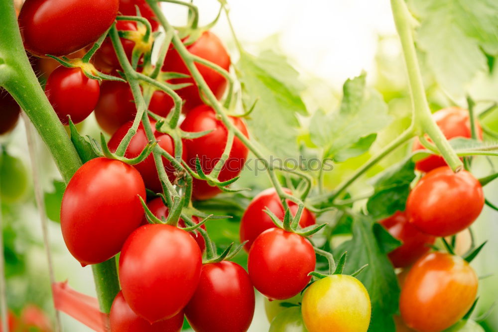 Similar – Picking tomatoes in basket