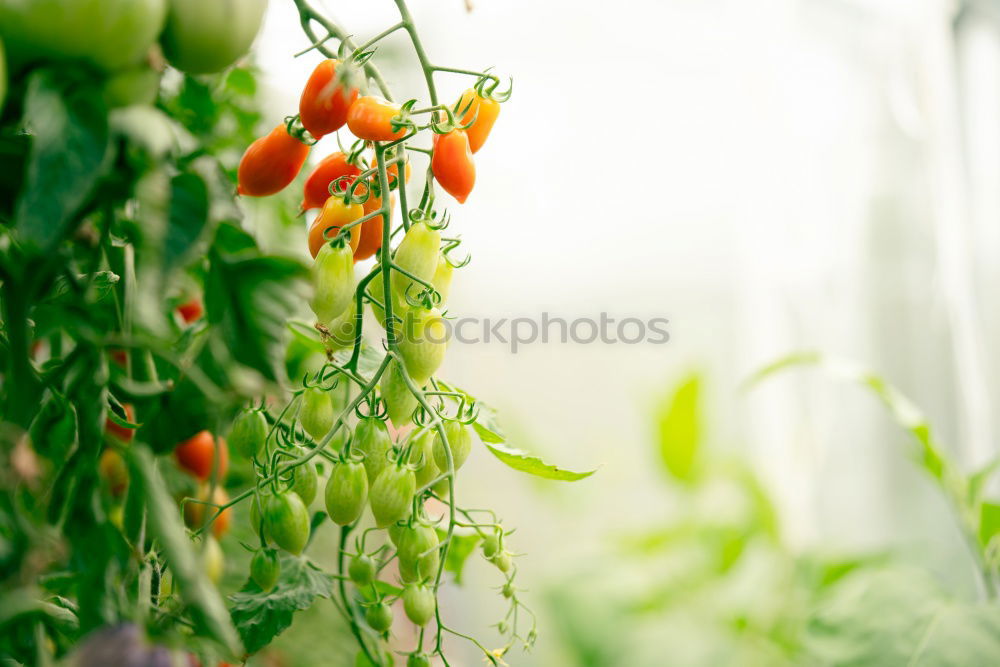 Similar – Image, Stock Photo urban gardening bio zucchini