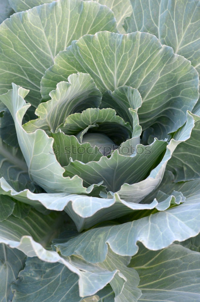 Similar – Cabbage 2 Leaf