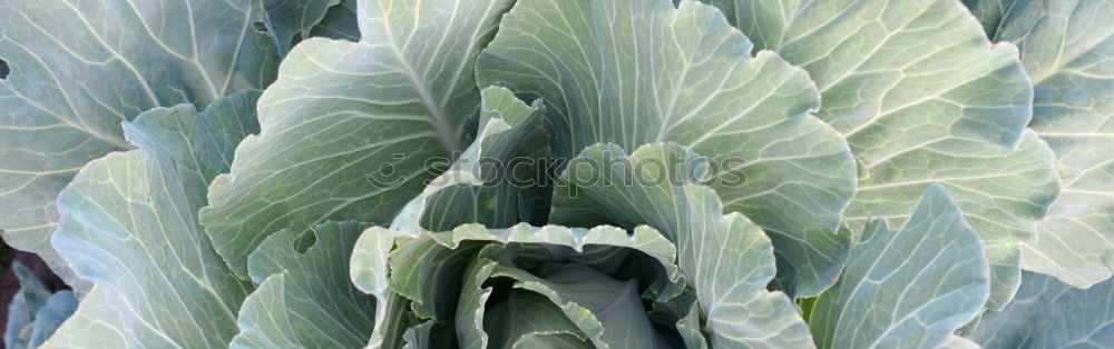 Similar – Cabbage 2 Leaf