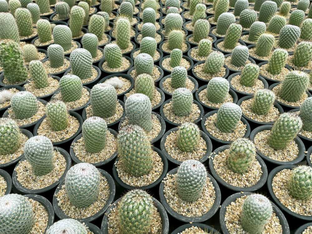 Similar – Image, Stock Photo Sempervivum plants on a field