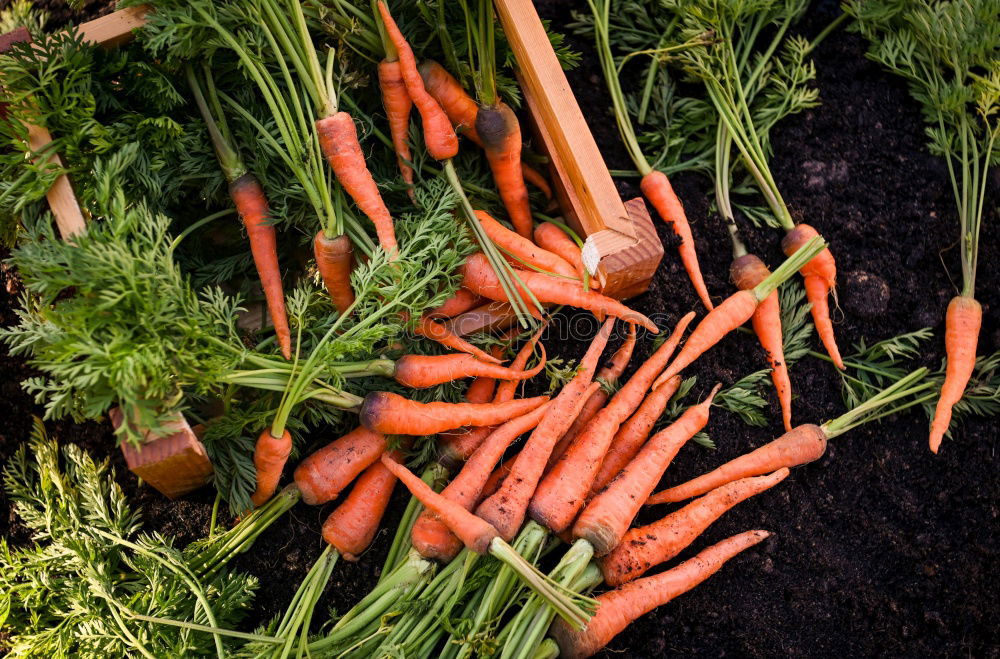 Similar – Farmer at the carrot harvest of fresh carrots outdoors