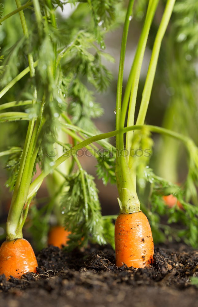 Similar – Farmer at the carrot harvest of fresh carrots outdoors