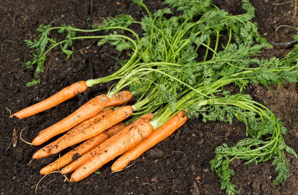 Similar – Image, Stock Photo Carrots Vegetable