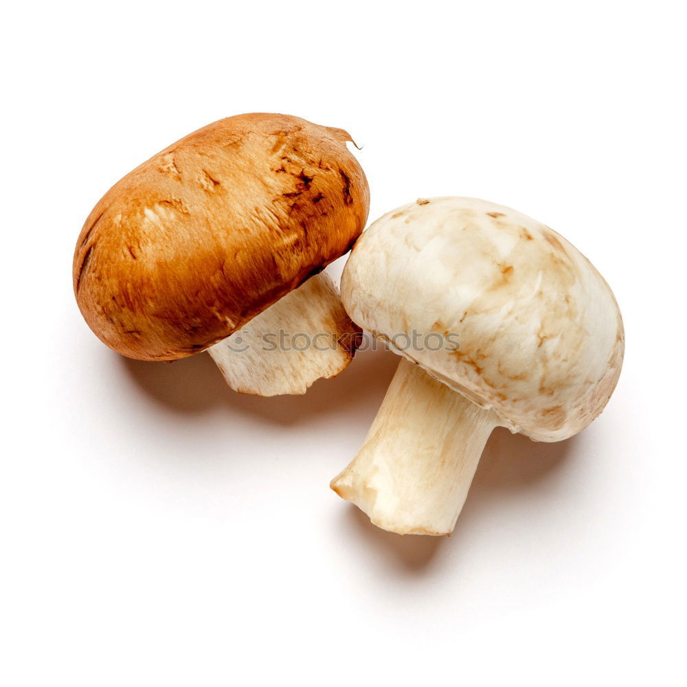 Similar – Fresh porcini mushrooms from the forest