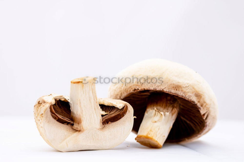 Similar – Foto Bild Pilz-Geschnipseltes