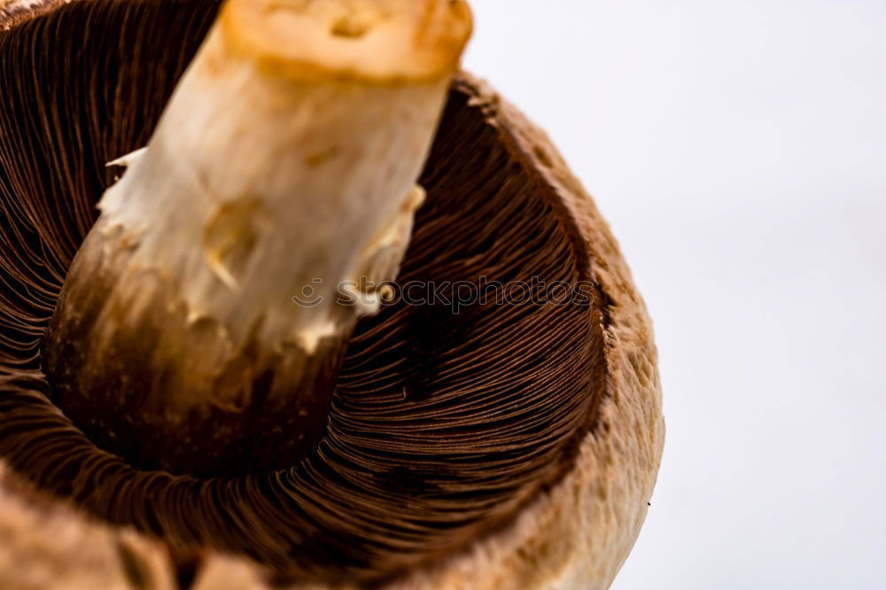 Image, Stock Photo Autumn Leaf Embrace