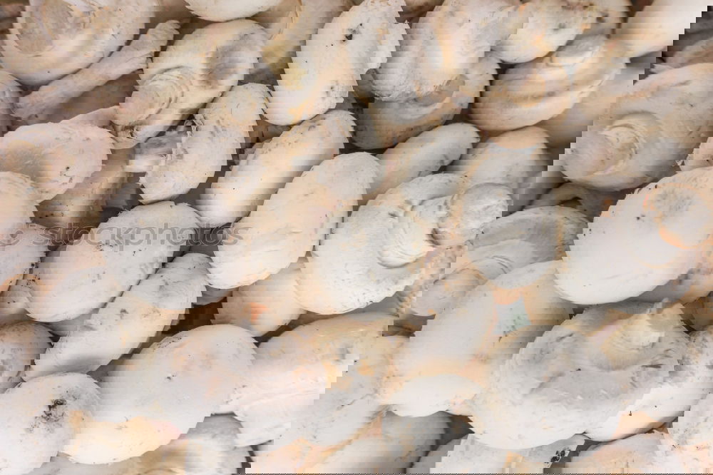 Similar – Image, Stock Photo snail shells