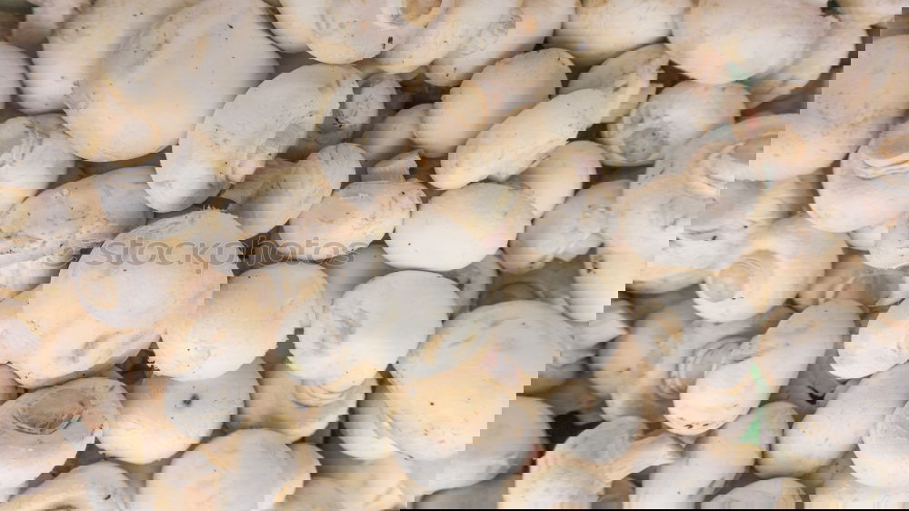 Image, Stock Photo snail shells