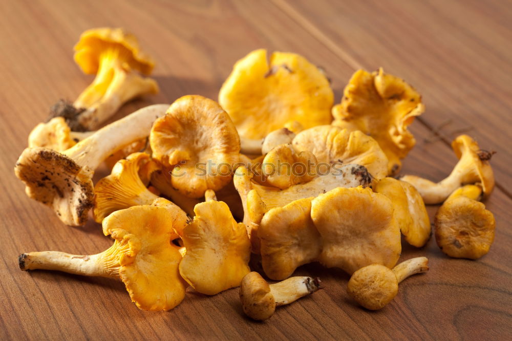 Similar – Image, Stock Photo chanterelles Chanterelle