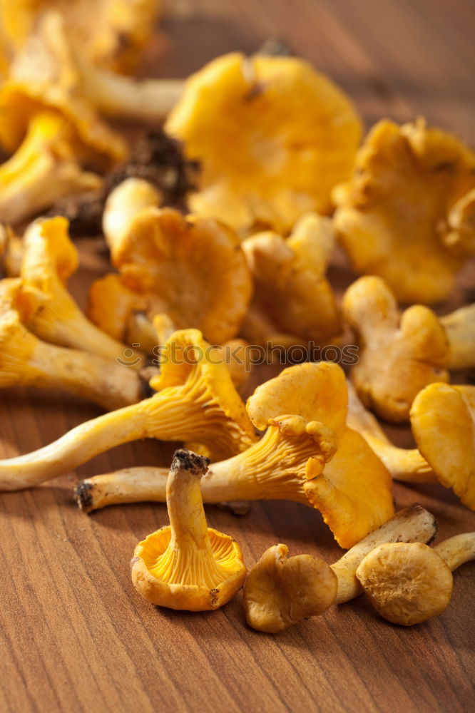 Similar – Image, Stock Photo chanterelles Chanterelle