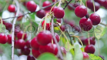 Similar – Image, Stock Photo grape in the field Fruit