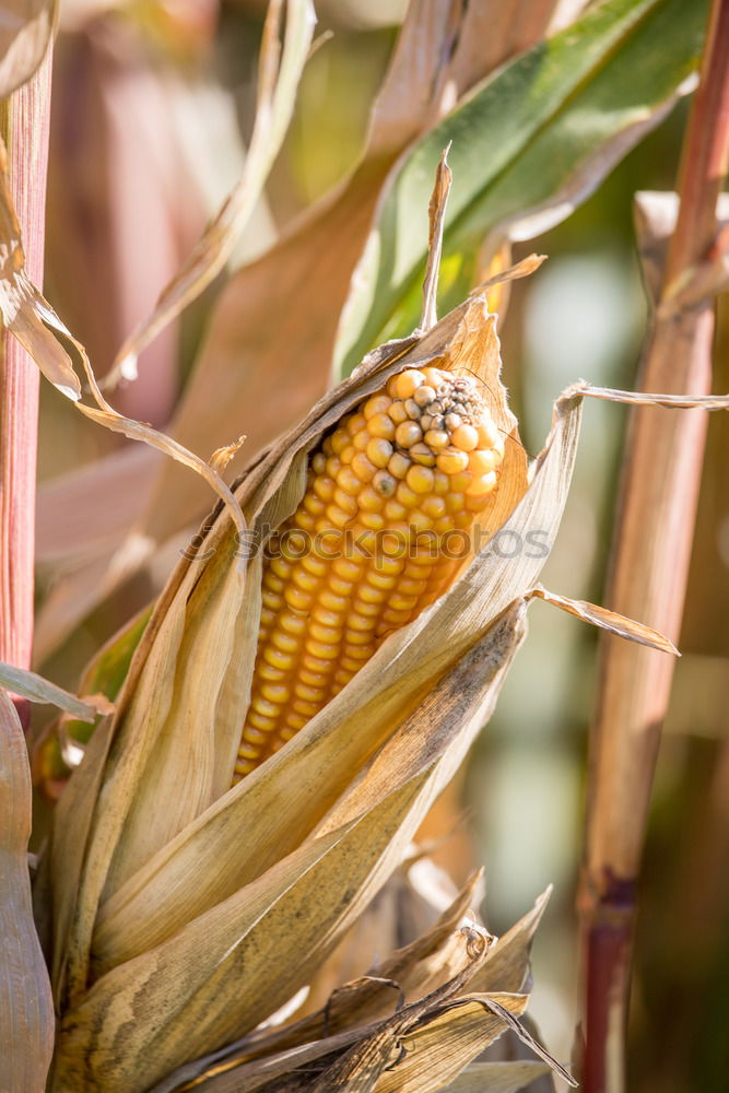 Similar – Image, Stock Photo maize field Food Vegetable