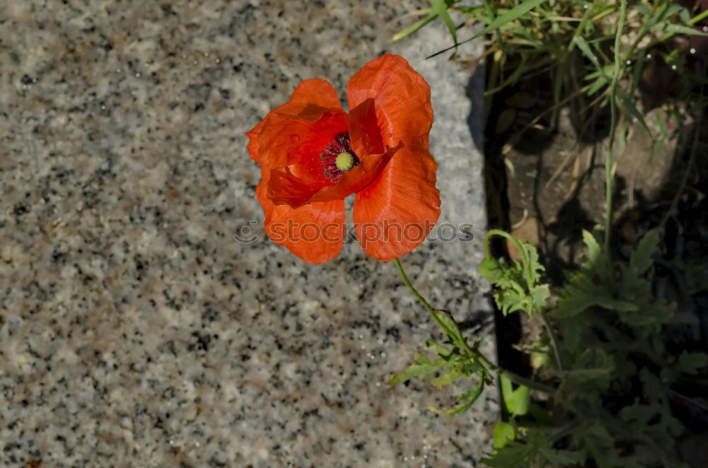 Similar – sloping pavement Nature