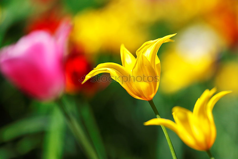 Image, Stock Photo fire tulip Summer Sun