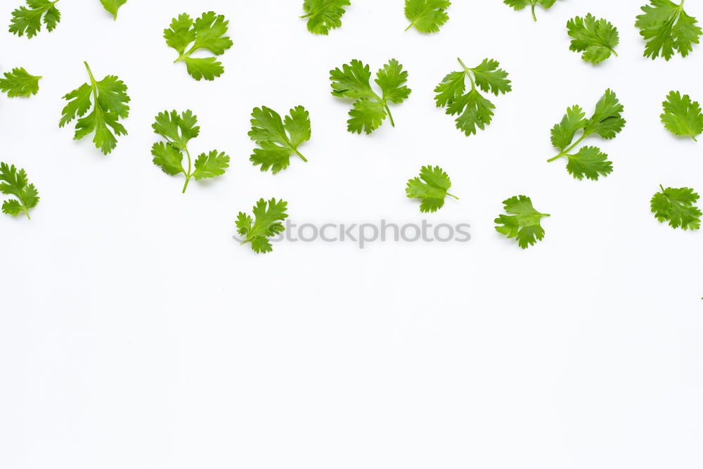Similar – Image, Stock Photo Green leaves with drops of water on white wood